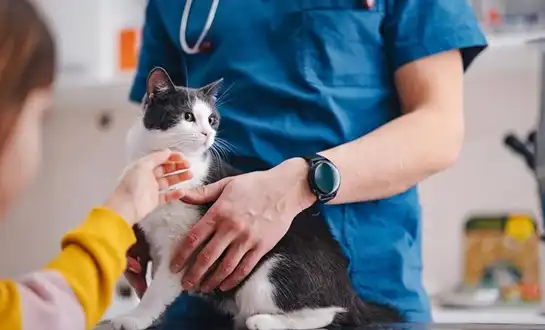 GS-441524 Fip | Shaanxi BLOOM Tech Co., Ltd GS-441524 Fip | Shaanxi BLOOM Tech Co., Ltd