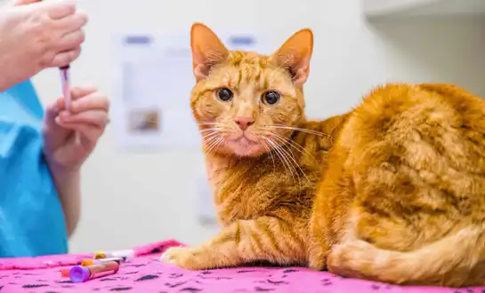 GS-441524 Fip | Shaanxi BLOOM Tech Co., Ltd GS-441524 Fip | Shaanxi BLOOM Tech Co., Ltd