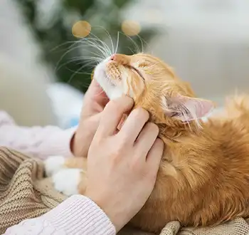 GS-441524 Fip | Shaanxi BLOOM Tech Co., Ltd