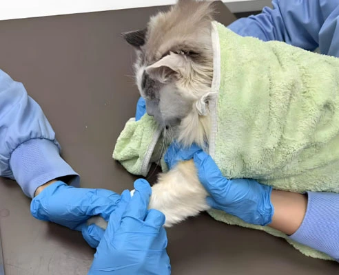 GS-441524 Fip use | Shaanxi BLOOM Tech Co., Ltd