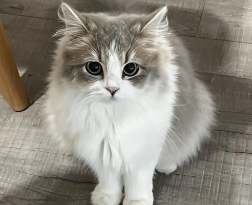 GS-441524 Fip use | Shaanxi BLOOM Tech Co., Ltd