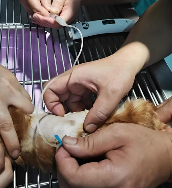 GS-441524 Fip use | Shaanxi BLOOM Tech Co., Ltd