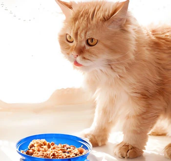 GS-441524 Fip use | Shaanxi BLOOM Tech Co., Ltd