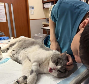 GS-441524 Fip use | Shaanxi BLOOM Tech Co., Ltd