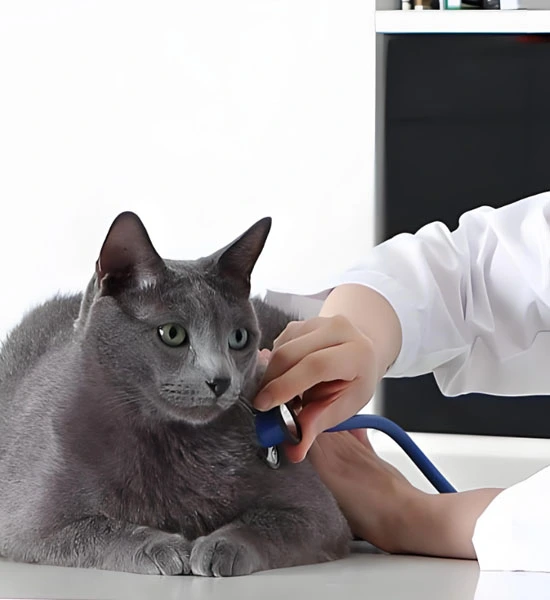 GS-441524 Fip use| Shaanxi BLOOM Tech Co., Ltd