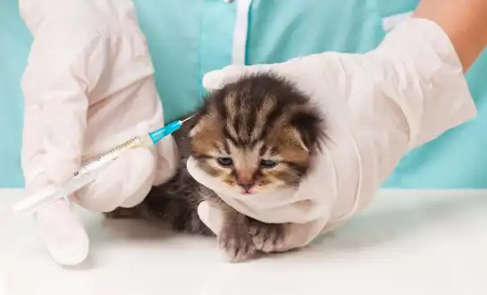 GS-441524 Fip | Shaanxi BLOOM Tech Co., Ltd