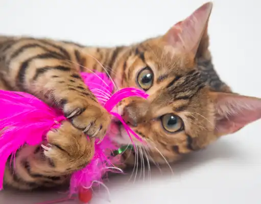 GS-441524 Fip | Shaanxi BLOOM Tech Co., Ltd