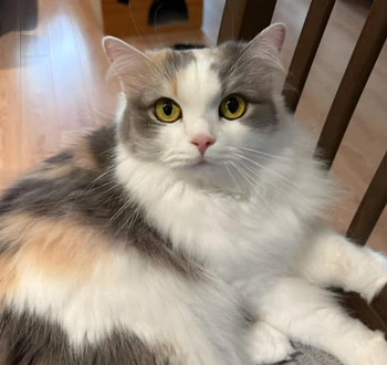 GS-441524 Fip use| Shaanxi BLOOM Tech Co., Ltd