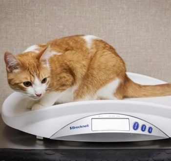 GS-441524 Fip | Shaanxi BLOOM Tech Co., Ltd