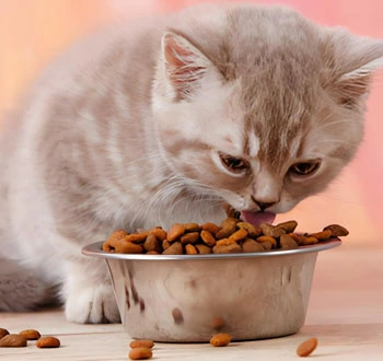 GS-441524 Fip | Shaanxi BLOOM Tech Co., Ltd