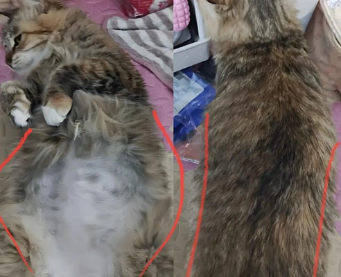 GS-441524 Fip  | Shaanxi BLOOM Tech Co., Ltd