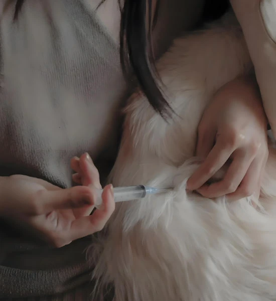 GS-441524 Tablets use | Shaanxi BLOOM Tech Co., Ltd