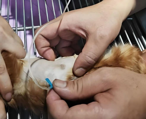 GS-441524 Injection use | Shaanxi BLOOM Tech Co., Ltd