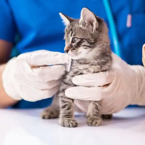 GS-441524 Injection | Shaanxi BLOOM Tech Co., Ltd GS-441524 Injection | Shaanxi BLOOM Tech Co., Ltd