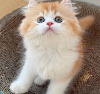 GS-441524 Fip use | Shaanxi BLOOM Tech Co., Ltd