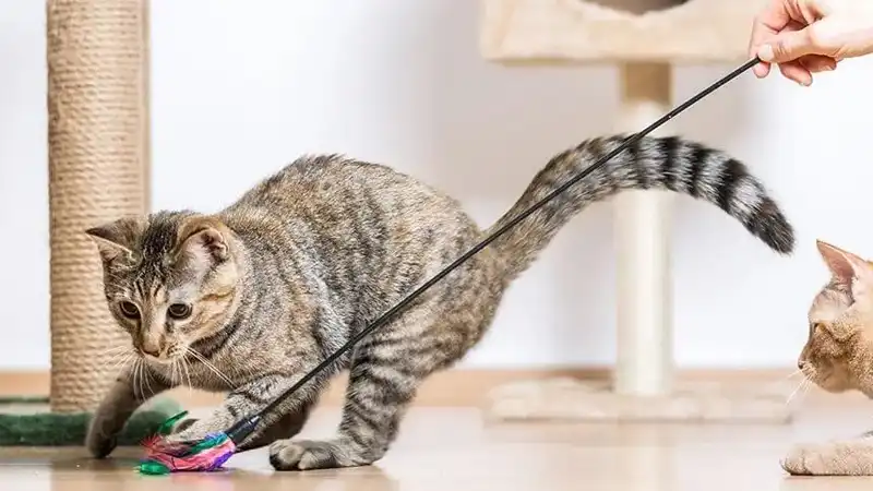 GS-441524 Fip | Shaanxi BLOOM Tech Co., Ltd