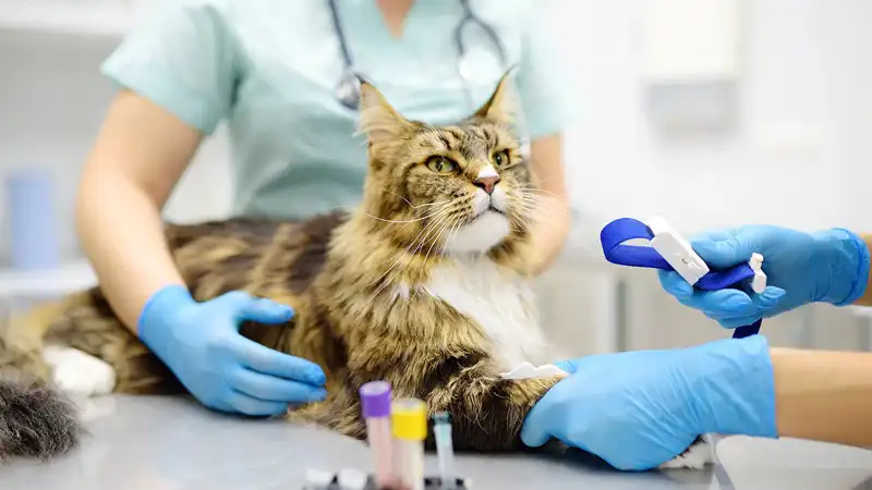 GS-441524 Fip | Shaanxi BLOOM Tech Co., Ltd GS-441524 Fip | Shaanxi BLOOM Tech Co., Ltd