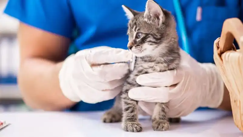 GS-441524 Fip | Shaanxi BLOOM Tech Co., Ltd GS-441524 Fip | Shaanxi BLOOM Tech Co., Ltd