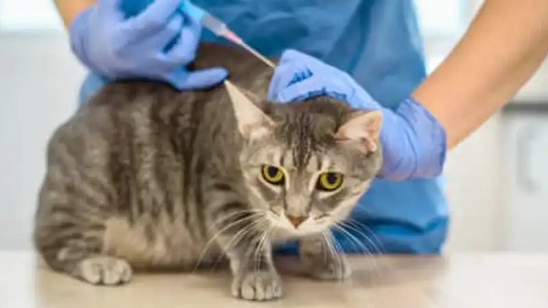 GS-441524 Fip | Shaanxi BLOOM Tech Co., Ltd GS-441524 Fip | Shaanxi BLOOM Tech Co., Ltd