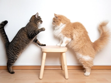 GS-441524 Fip | Shaanxi BLOOM Tech Co., Ltd