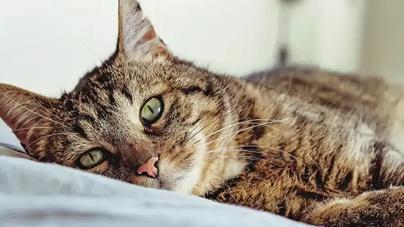 GS-441524 Fip | Shaanxi BLOOM Tech Co., Ltd GS-441524 Fip | Shaanxi BLOOM Tech Co., Ltd