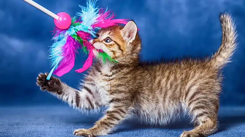 GS-441524 Fip | Shaanxi BLOOM Tech Co., Ltd