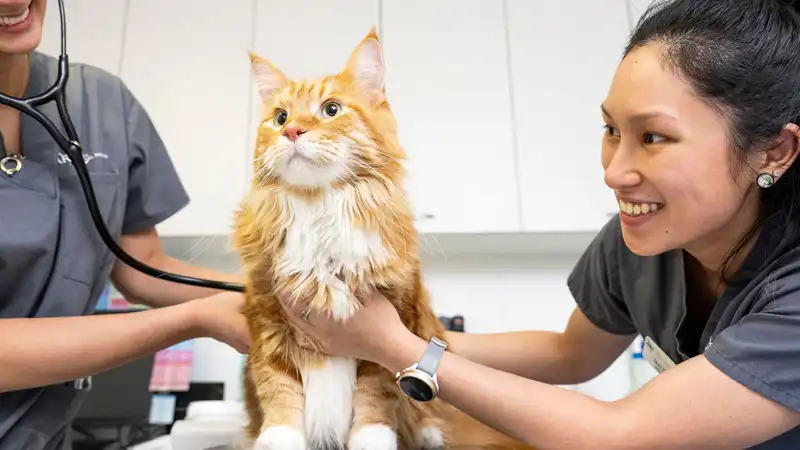 GS-441524 Fip | Shaanxi BLOOM Tech Co., Ltd GS-441524 Fip | Shaanxi BLOOM Tech Co., Ltd