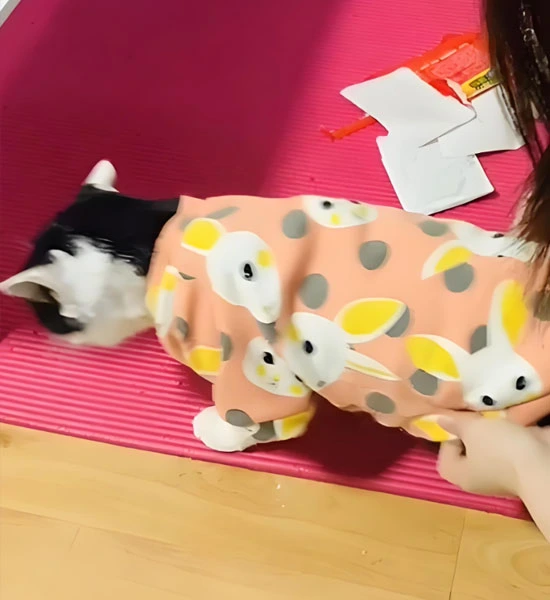 GS-441524 Fip use | Shaanxi BLOOM Tech Co., Ltd