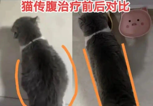 GS-441524 Fip use| Shaanxi BLOOM Tech Co., Ltd