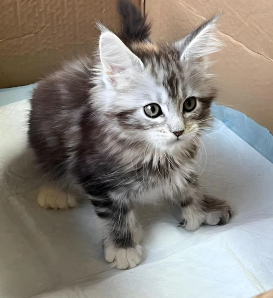 GS-441524 Fip use| Shaanxi BLOOM Tech Co., Ltd GS-441524 Fip use| Shaanxi BLOOM Tech Co., Ltd