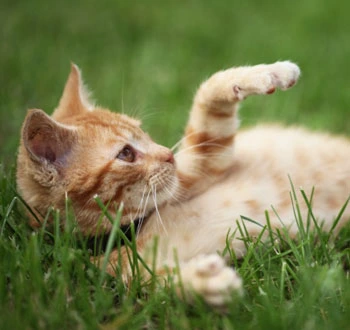 GS-441524 Fip use | Shaanxi BLOOM Tech Co., Ltd