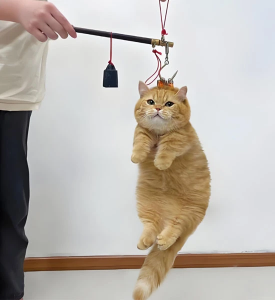 GS-441524 Fip use| Shaanxi BLOOM Tech Co., Ltd GS-441524 Fip use| Shaanxi BLOOM Tech Co., Ltd