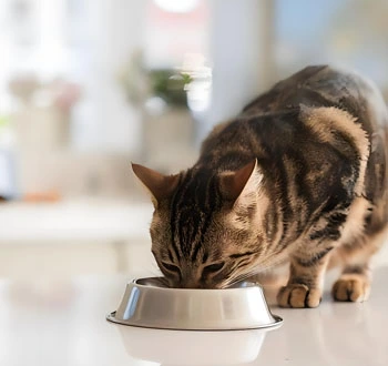 GS-441524 Tablets use | Shaanxi BLOOM Tech Co., Ltd