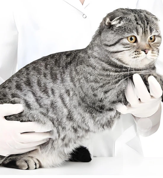 GS-441524 Tablets use | Shaanxi BLOOM Tech Co., Ltd