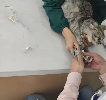 GS-441524 Fip use | Shaanxi BLOOM Tech Co., Ltd