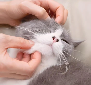 GS-441524 Fip use | Shaanxi BLOOM Tech Co., Ltd