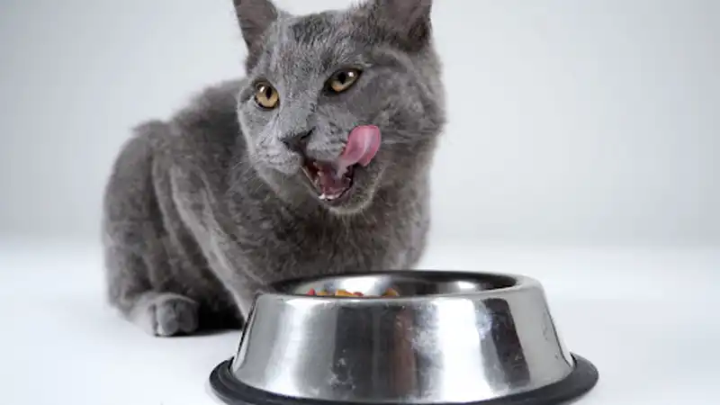 GS-441524 Injection | Shaanxi BLOOM Tech Co., Ltd