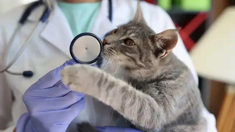 GS-441524 Injection | Shaanxi BLOOM Tech Co., Ltd