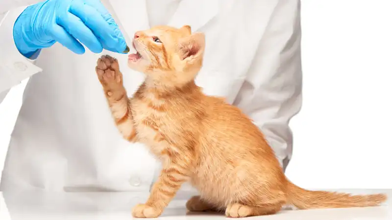 GS-441524 Injection | Shaanxi BLOOM Tech Co., Ltd