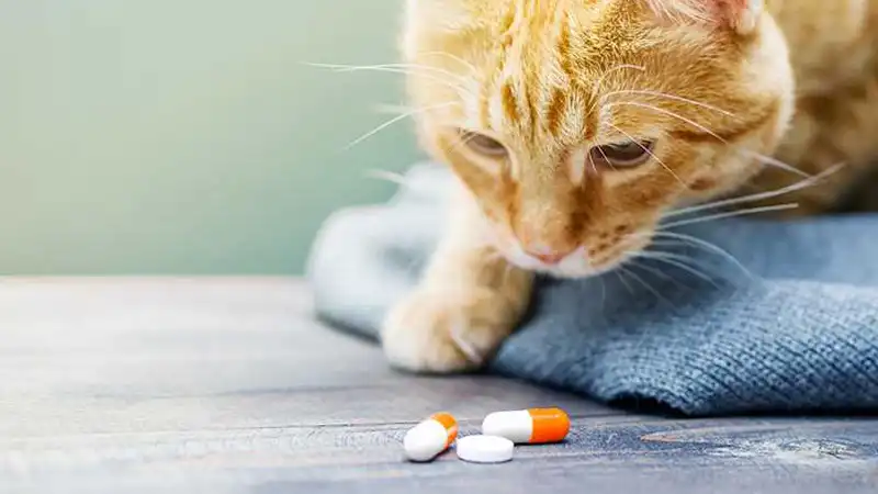 GS-441524 Tablets | Shaanxi BLOOM Tech Co., Ltd