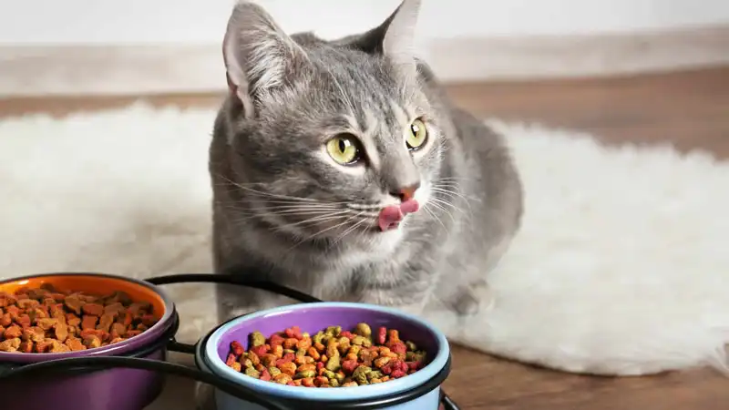 GS-441524 Tablets | Shaanxi BLOOM Tech Co., Ltd