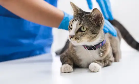 GS-441524 FIP | Shaanxi BLOOM Tech Co., Ltd