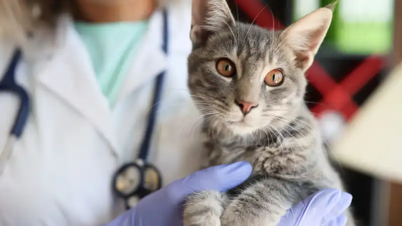 GS-441524 Injection | Shaanxi BLOOM Tech Co., Ltd