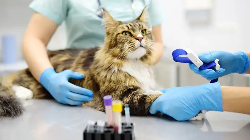 GS-441524 Injection | Shaanxi BLOOM Tech Co., Ltd