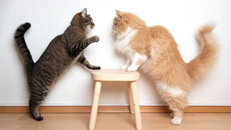 GS-441524 Injection | Shaanxi BLOOM Tech Co., Ltd GS-441524 Injection | Shaanxi BLOOM Tech Co., Ltd