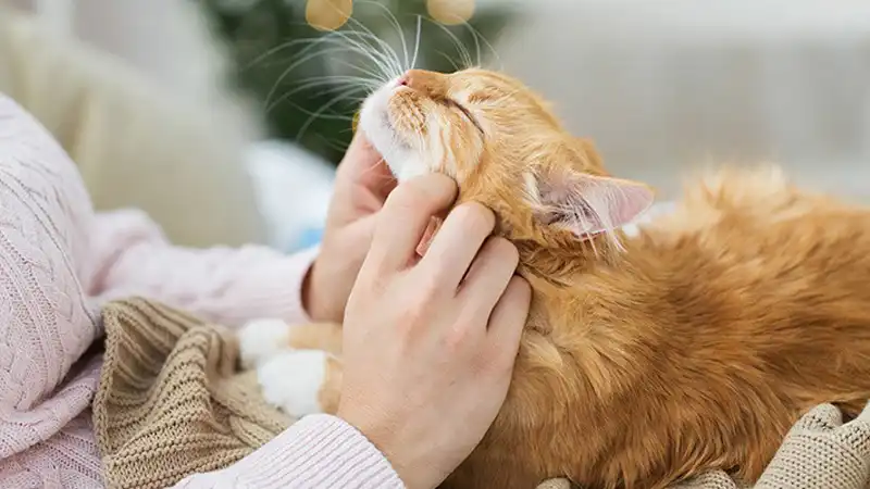 GS-441524 Injection | Shaanxi BLOOM Tech Co., Ltd GS-441524 Injection | Shaanxi BLOOM Tech Co., Ltd