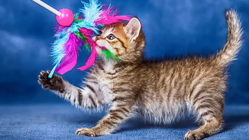 GS-441524 Injection | Shaanxi BLOOM Tech Co., Ltd