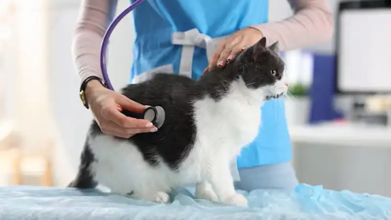 GS-441524 Injection | Shaanxi BLOOM Tech Co., Ltd