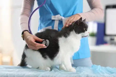 GS 441524 Powder | Shaanxi BLOOM Tech Co., Ltd