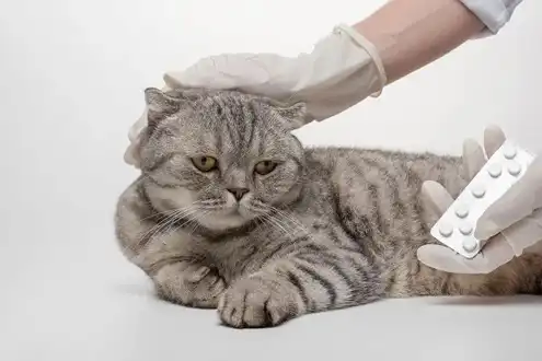 GS 441524 Powder | Shaanxi BLOOM Tech Co., Ltd